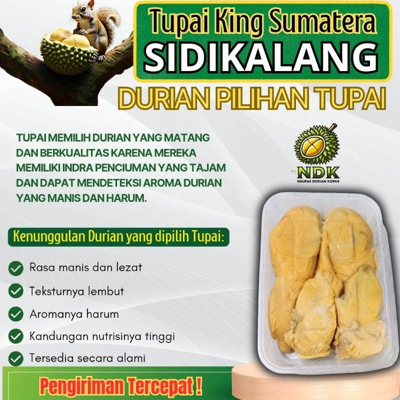 

Ngupas Durian Kupas Tupai King Sidikalang