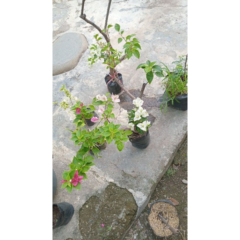 bugenvile bonggol 155rb