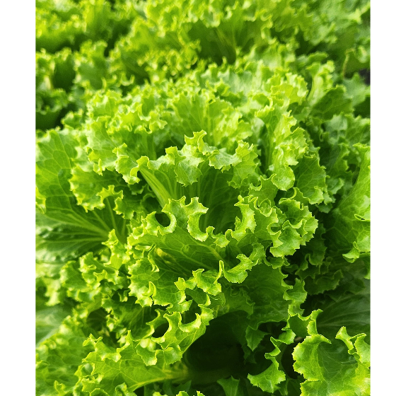 

Sayuran Sayur Selada Hijau Keriting Hidroponik