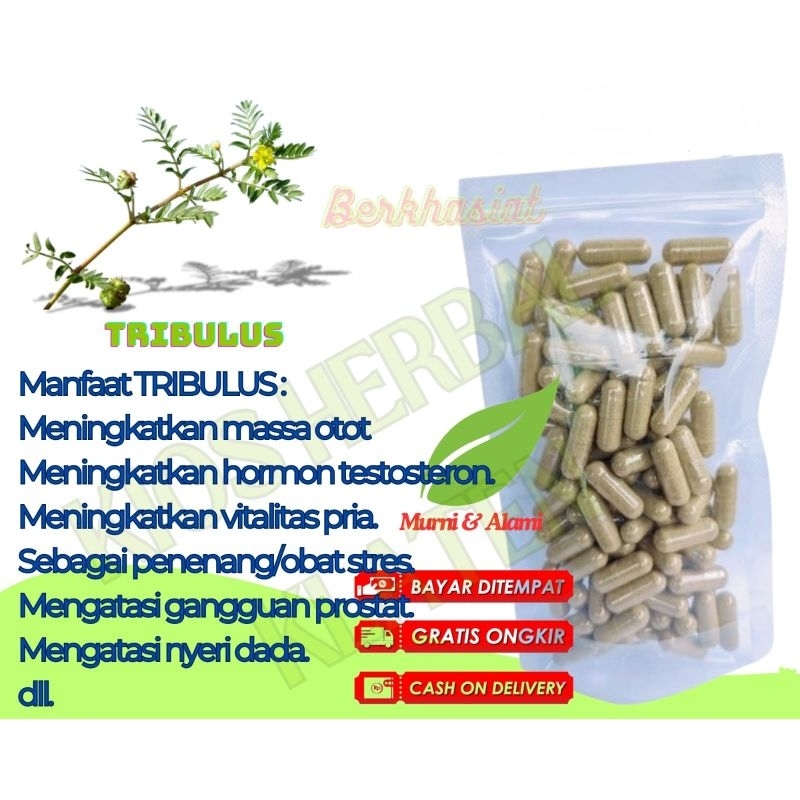 Bubuk TRIBULUS isi 100 kapsul