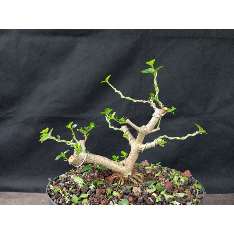 Bahan Bonsai Pohon Sancang Premna Microphylla