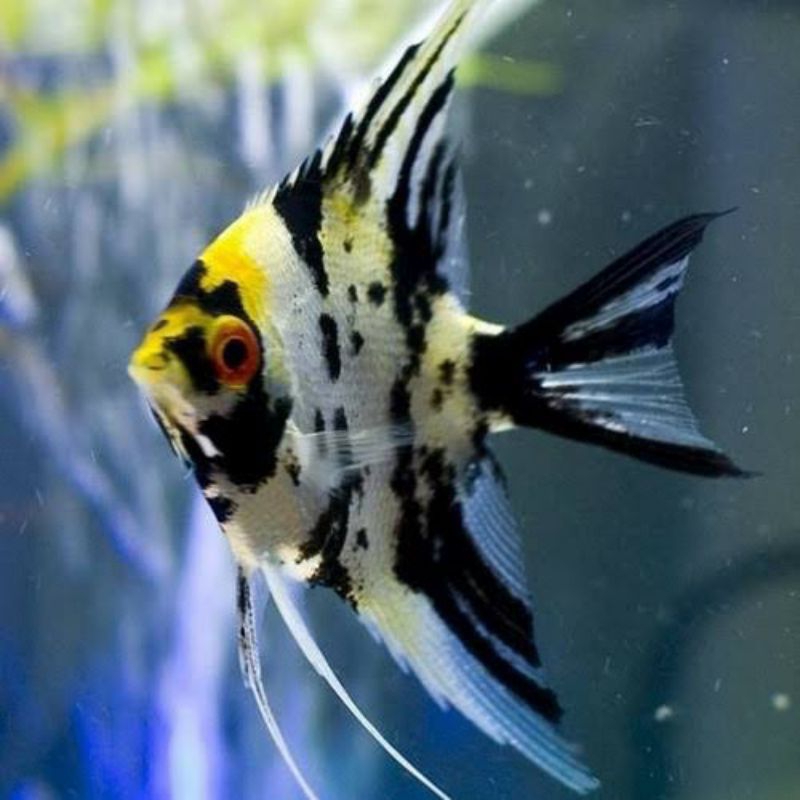 ikan manfish marble tricolor