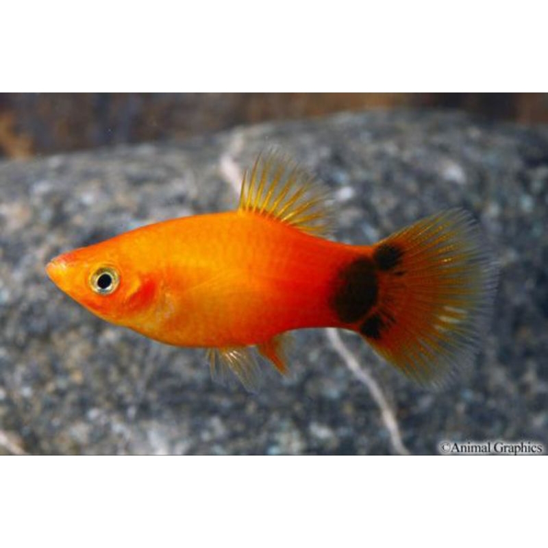 

stiker platy sunrise