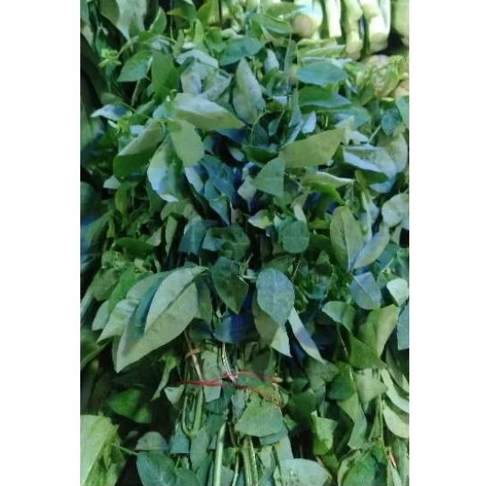 

INSTAN - DAUN KATUK PER 100GRAM