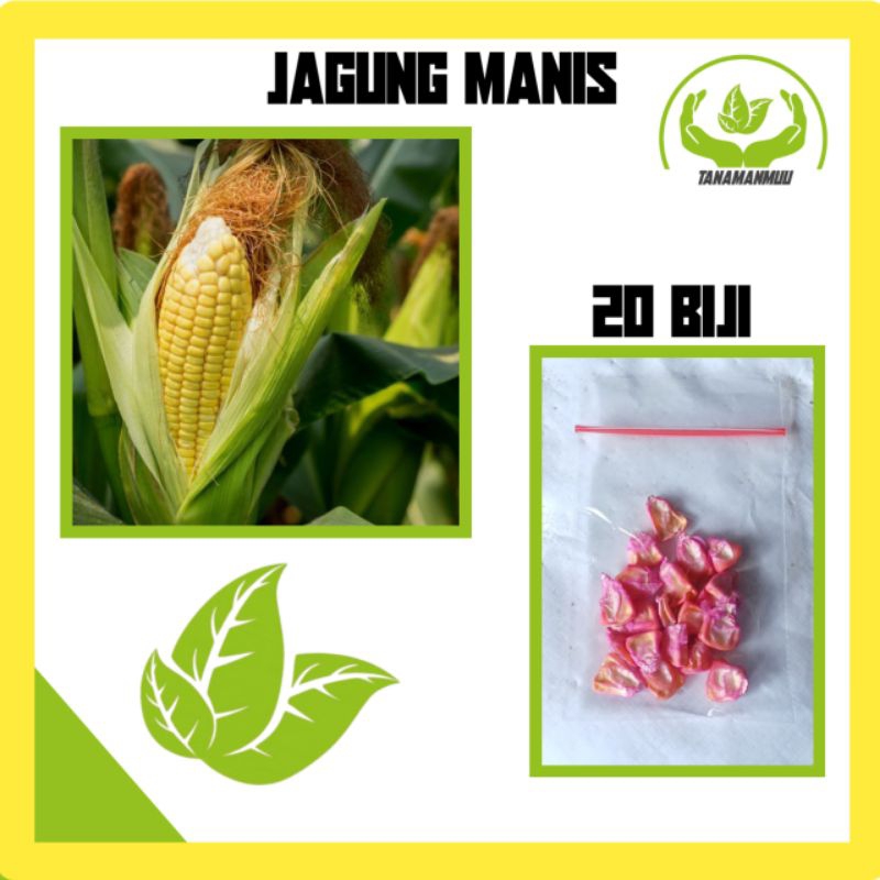 20 benih biji jagung manis | jagung madu | jagung sayur manis