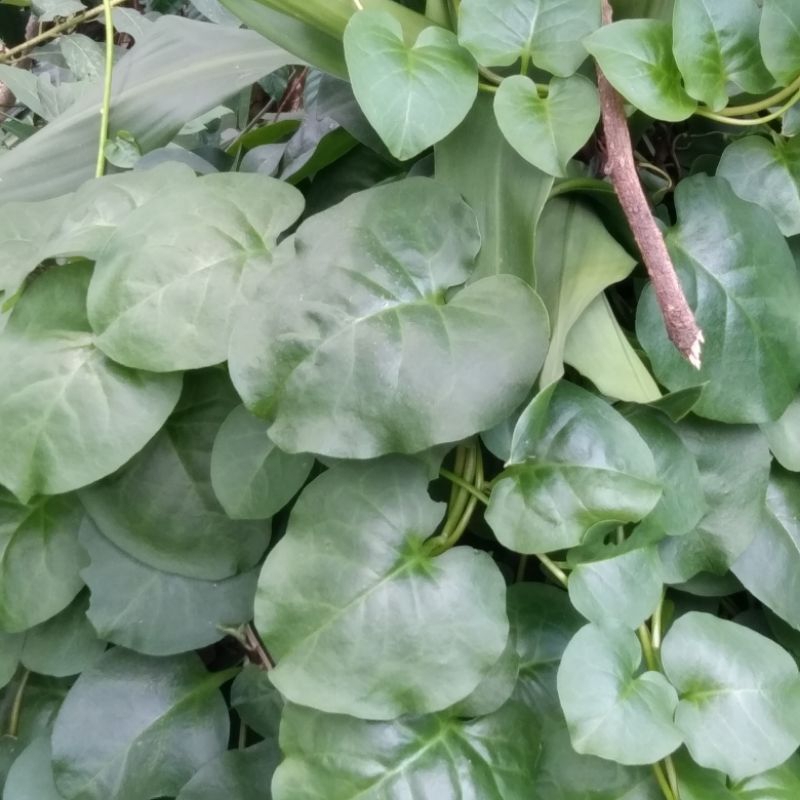 

Daun Binahong Hijau Segar 1kg