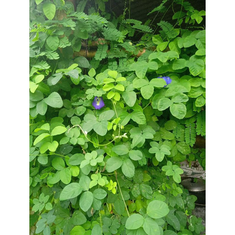 

daun teleng pres 50 lembar