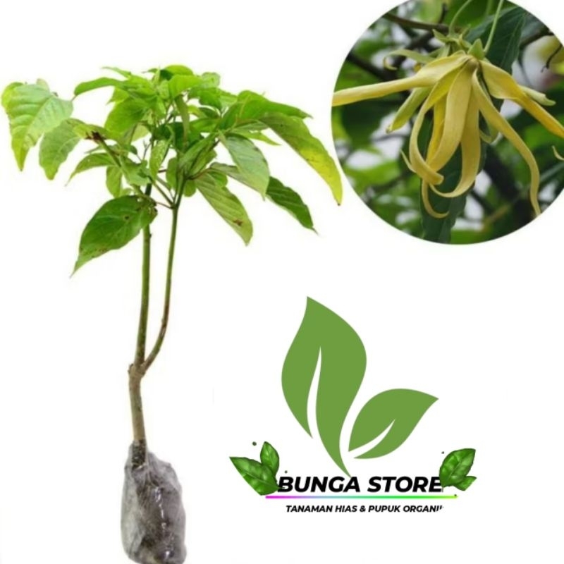 ( BISA COD ) Tanaman Hias Bunga Kenanga Pohon Kenanga / Tanaman Hidup Bunga Kenanga Bunga Hias Bunga