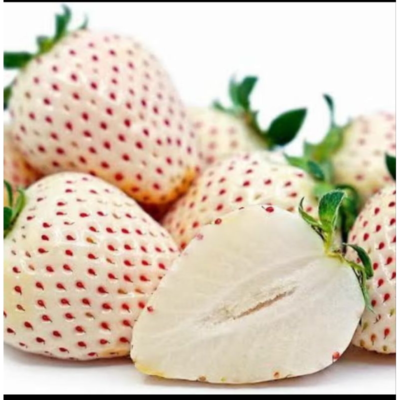 10 Benih Biji Strawberry Putih