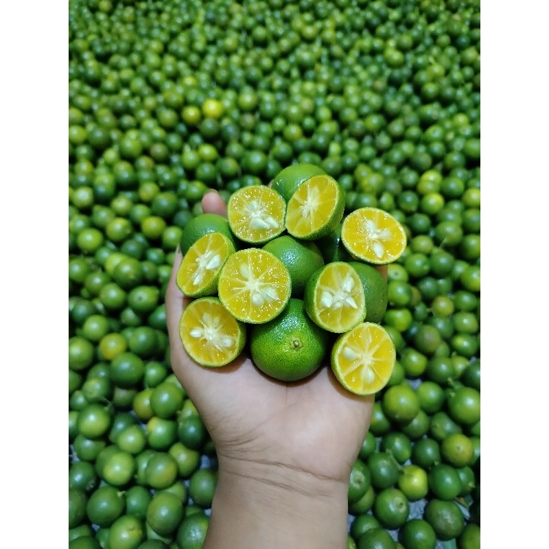 

JERUK KASTURI/SONKIT JERUK kunci Harga 1kg super termurah di Shope Langsung petik dari pohon