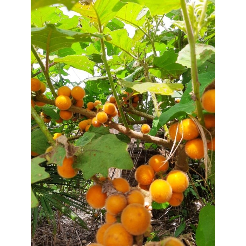 

terong asam bulu 1kilo 20rb