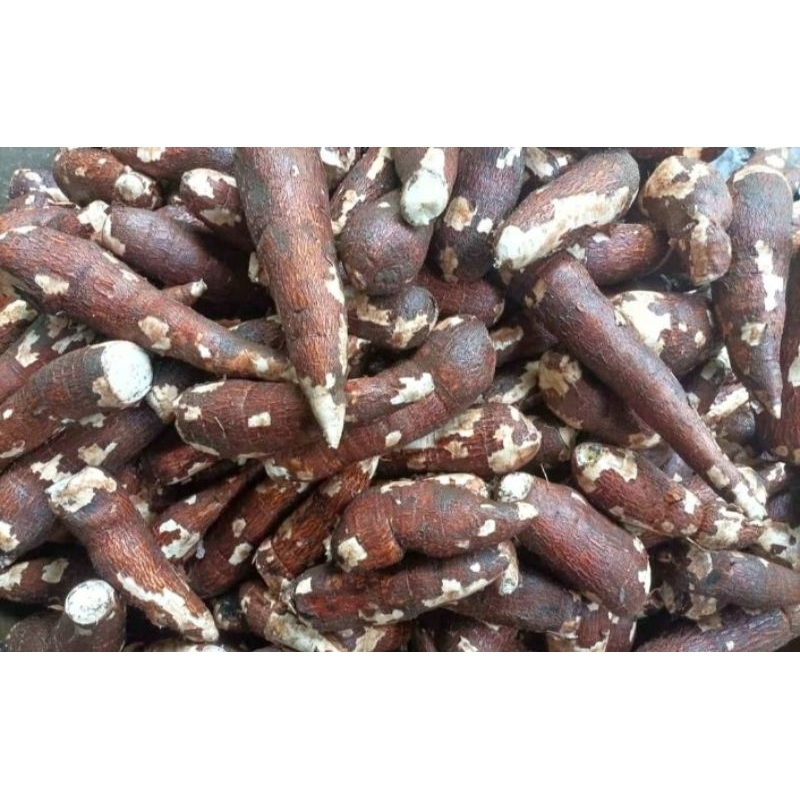 

Singkong / Telo Pendem Segar Asli Kebun