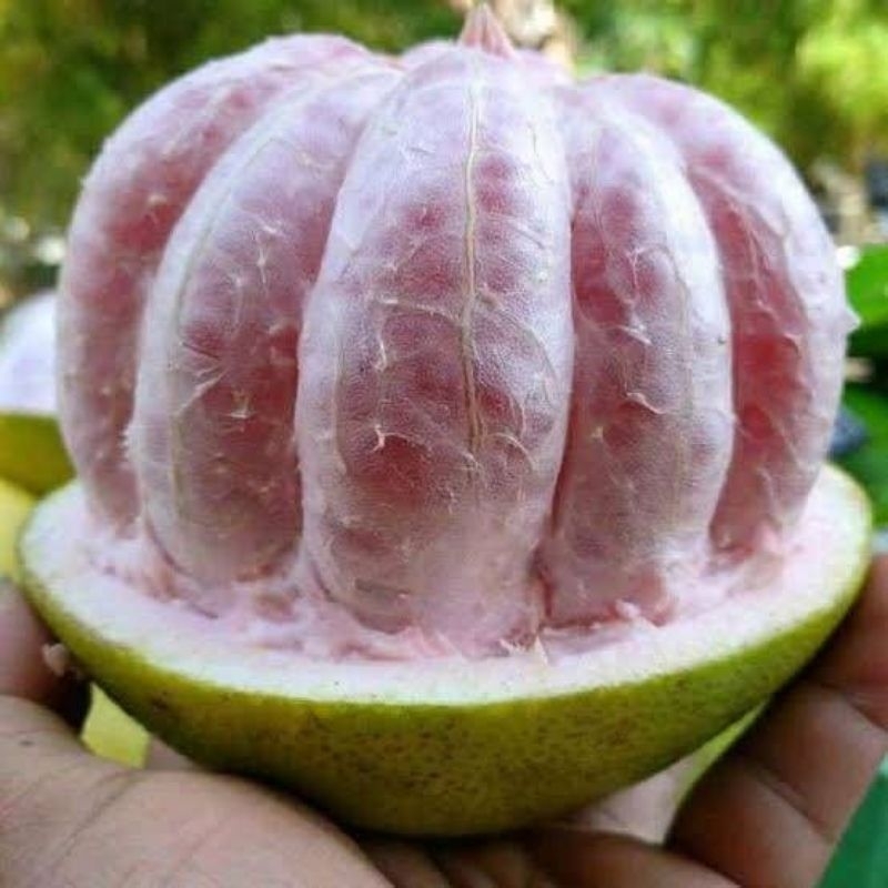 

JERUK PAMELO MADU UKURAN. 1 KG. BERGARANSI MANIS