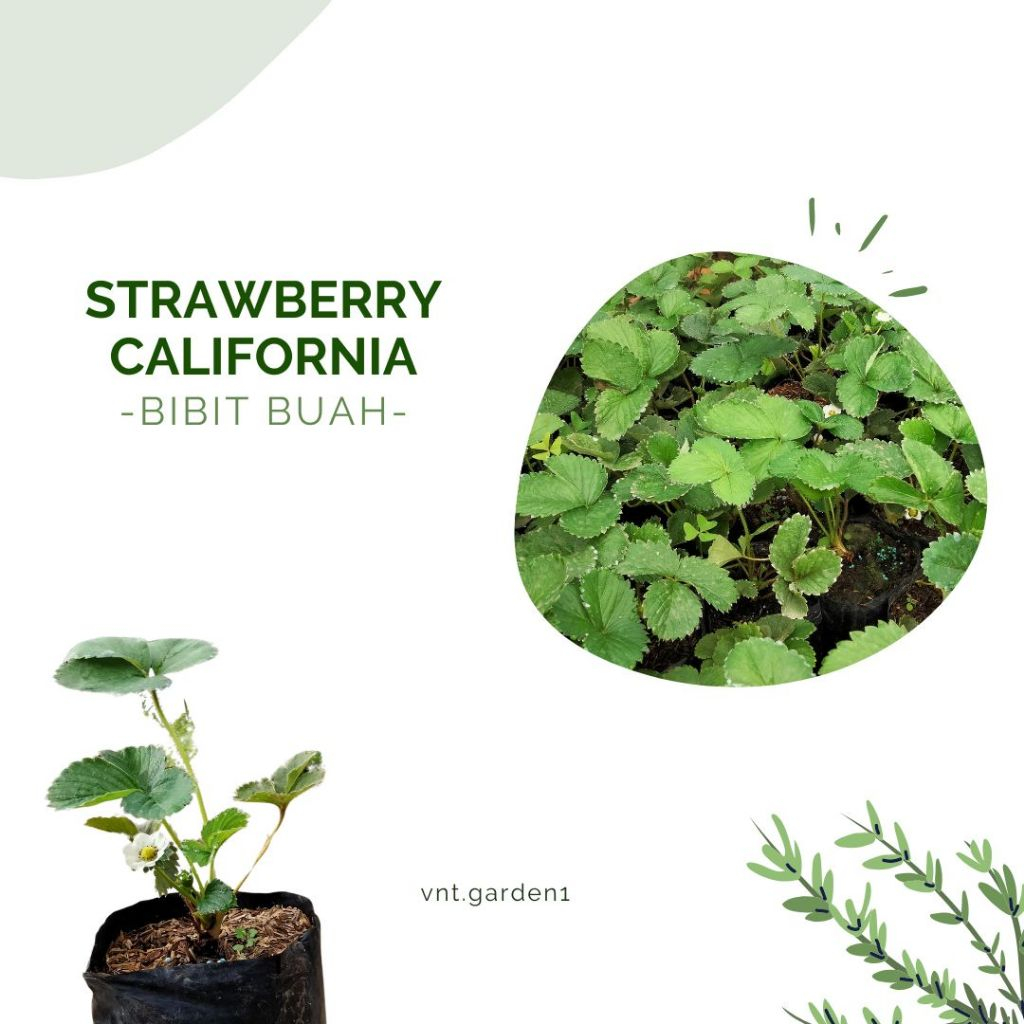 Buah Strawberry / Bibit Tanaman Buah Strawberry / Strawberry California