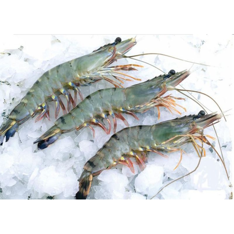 

UDANG TIGER PRAWN / PANCET SIZE 26/30