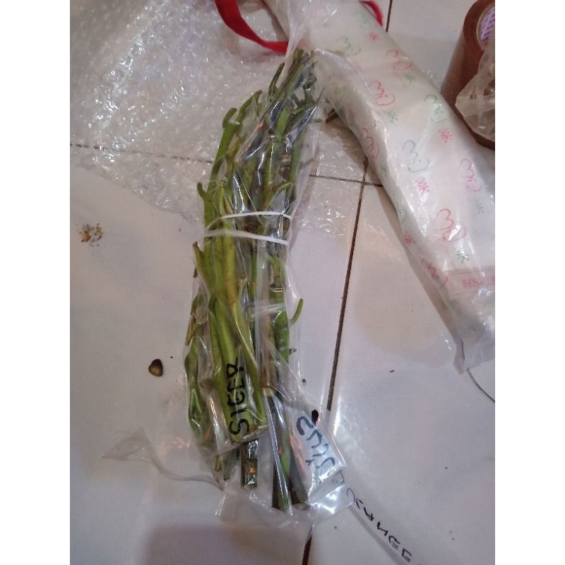 Paket 5 ranting entres alpukat SIGER VALID.