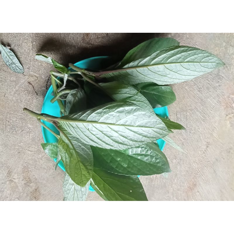 

daun rendeu lalapan /250gram