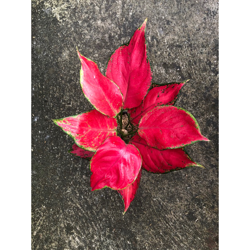 Aglaonema Red Queen