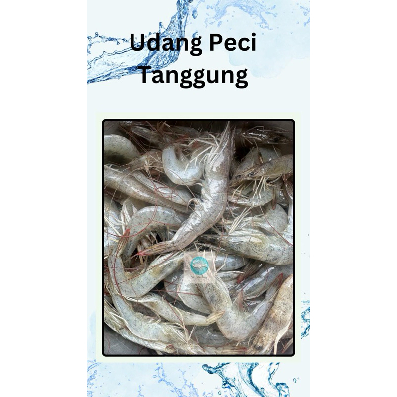 

Udang Peci,Udang Putih ukuran tanggung 1kg