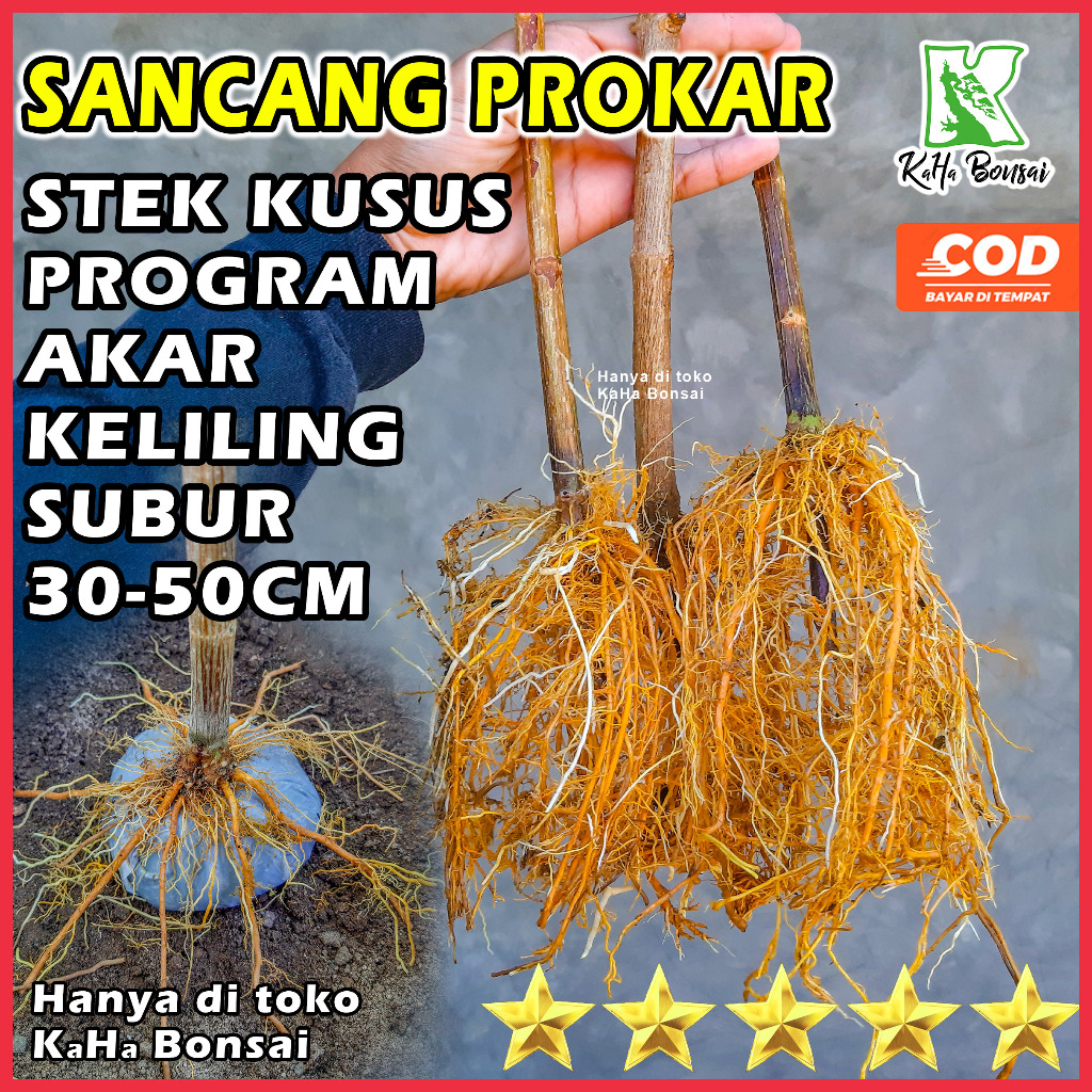 Sancang Prokar Bahan Bonsai Sancang Program Akar Sancang Akar Keliling Berakar Bibit Bonsai Sancang 