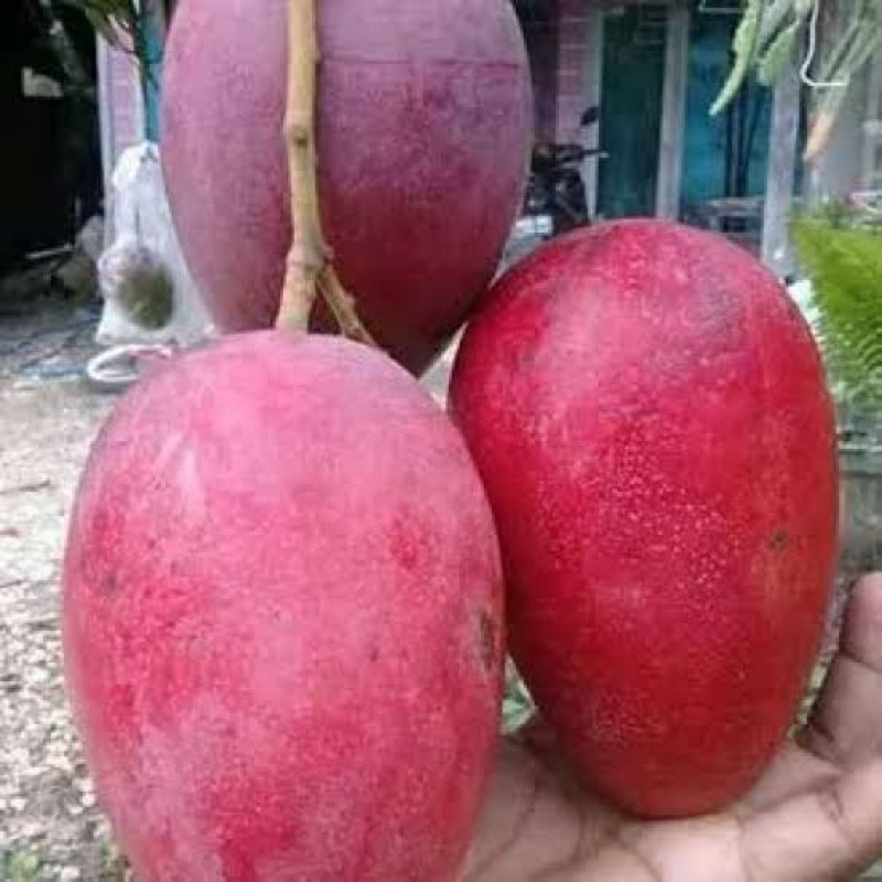 Bibit Mangga Miyazaki Ori Kondisi Sudah Berbunga Lebat