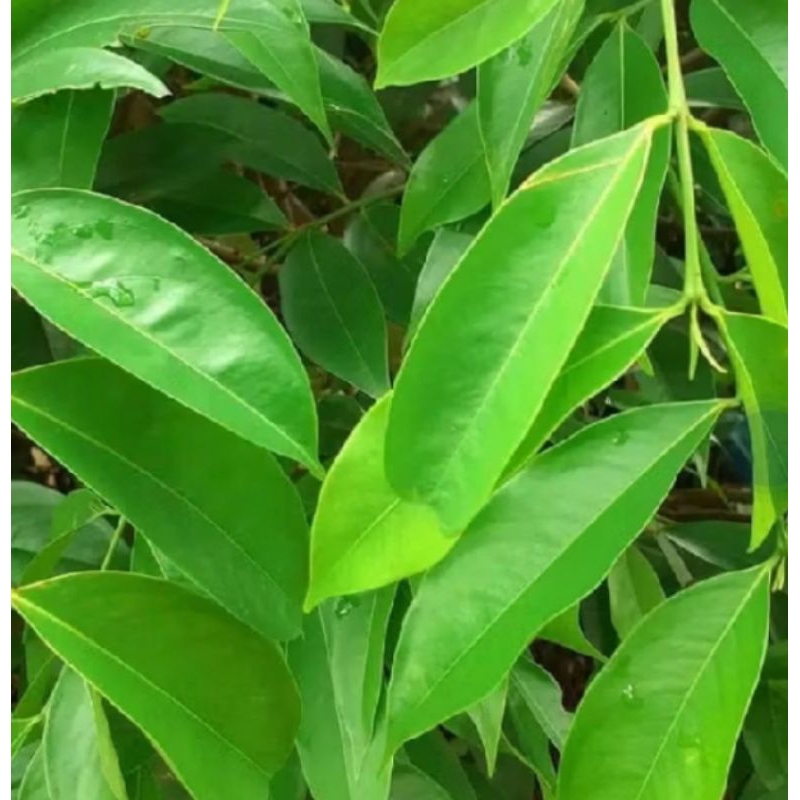 

daun mahkota dewa segar250grm