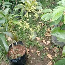 LIVE - Bundling Bibit Alpukat Miki / Aligator Kondisi Berbunga - Buy 1 Get 2