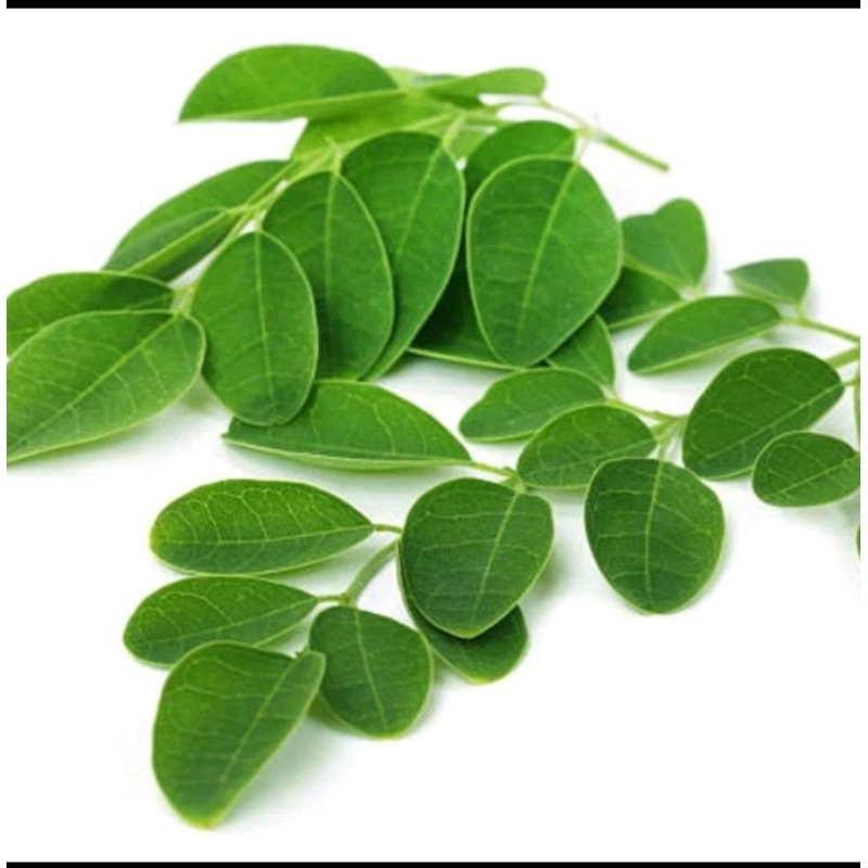 

Daun Kelor Segar Herbal 100 lembar