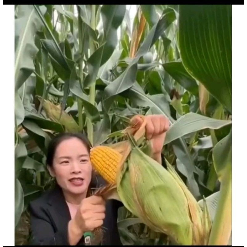 30 Butir benih jagung jepang raksasa