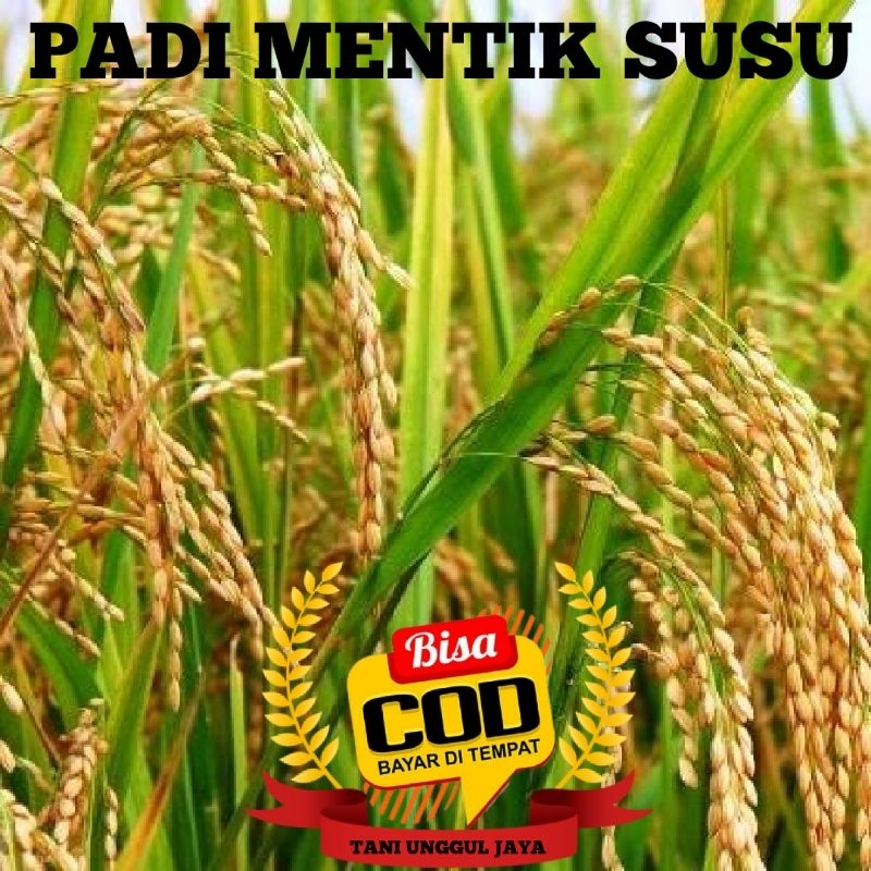 BENIH PADI MENTIK WANGI SUSU KEMASAN 5KG