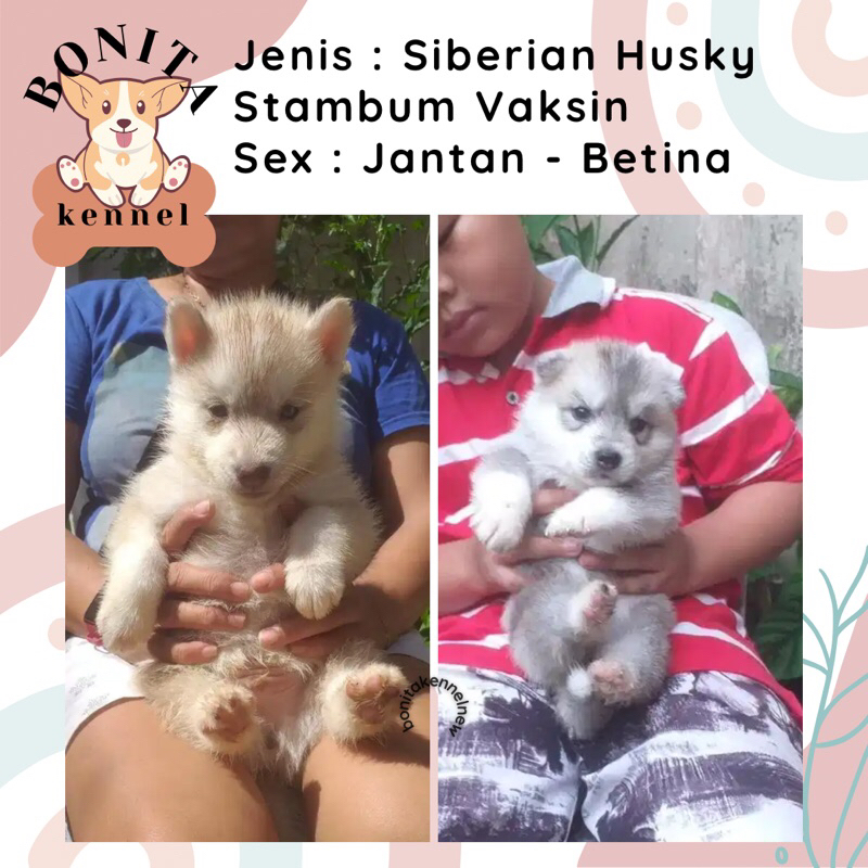 Siberian Husky Stambum Long Hair Red Copper Jantan Betina Anak Anjing Husky