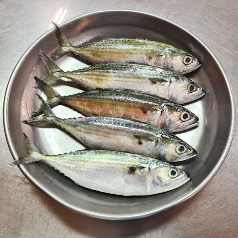 

Ikan Kembung Gepeng Segar / Ikan Kembung Segar Beku