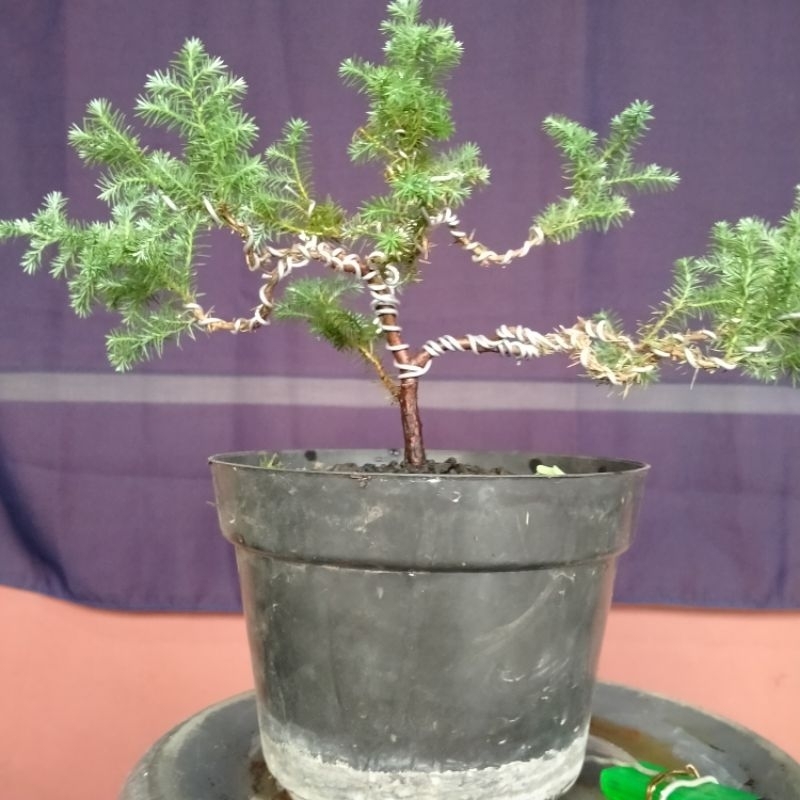 BAHAN BONSAI CEMARA