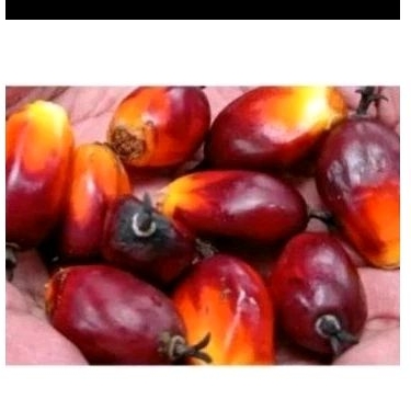 

buah sawit 1 kg umpan pancing