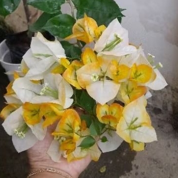 Bougenville Golden Sunshine