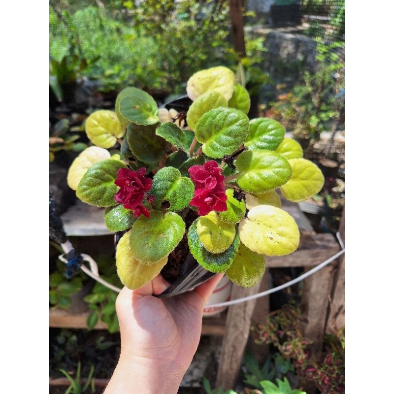 Tanaman Hias Violces Bunga Merah