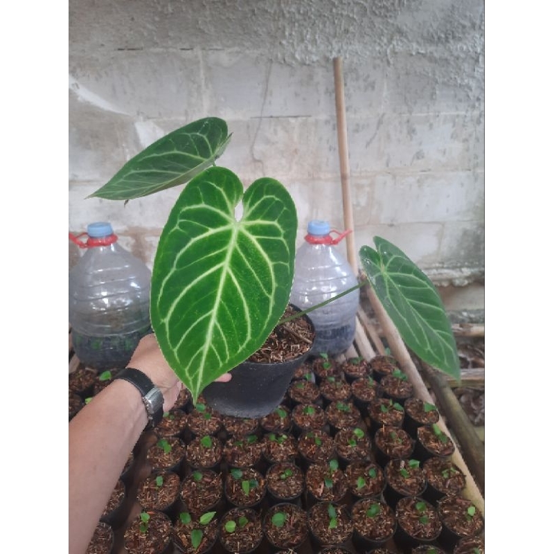 tanaman hias anthurium silver tiger