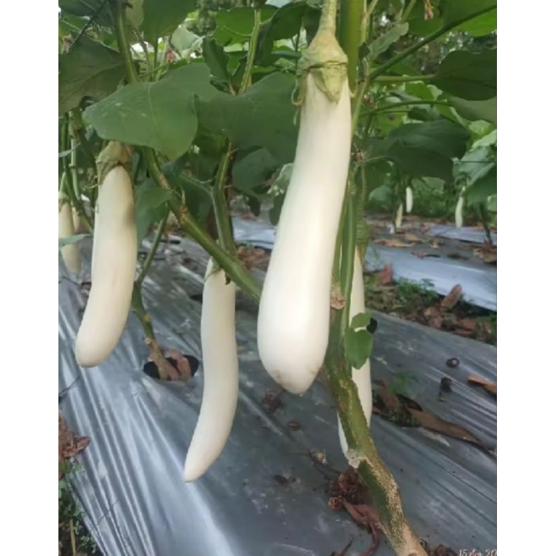 50 Benih Terong Putih Panjang
