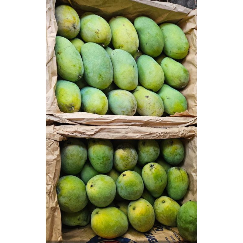 

MANGGA HARUMANIS MANIS B 1KG