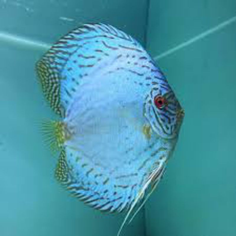 

Packing Styrofoam ( Discus Blue cobalt )