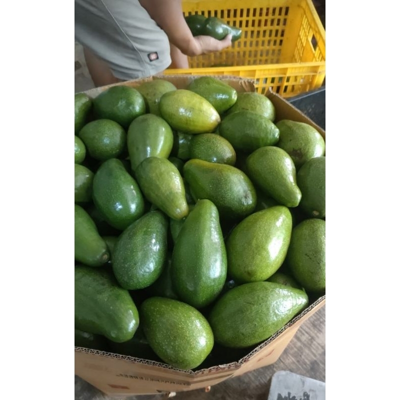 

alpukat Muria alpuymentega pulen super murah 1kg