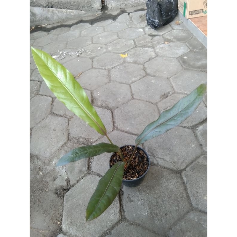 Mokilo43 Anthurium Keris Black