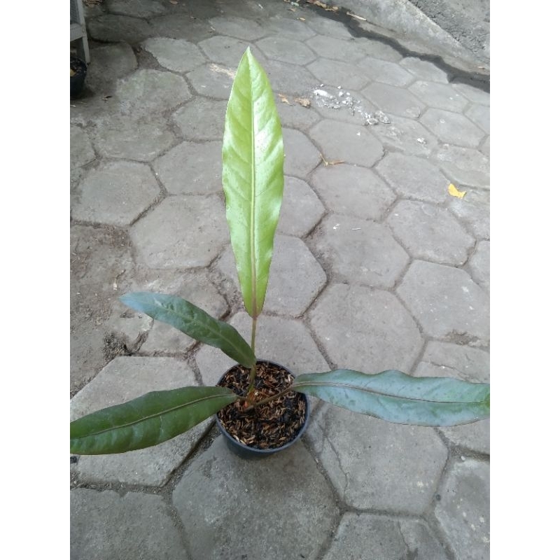 Anthurium keris black