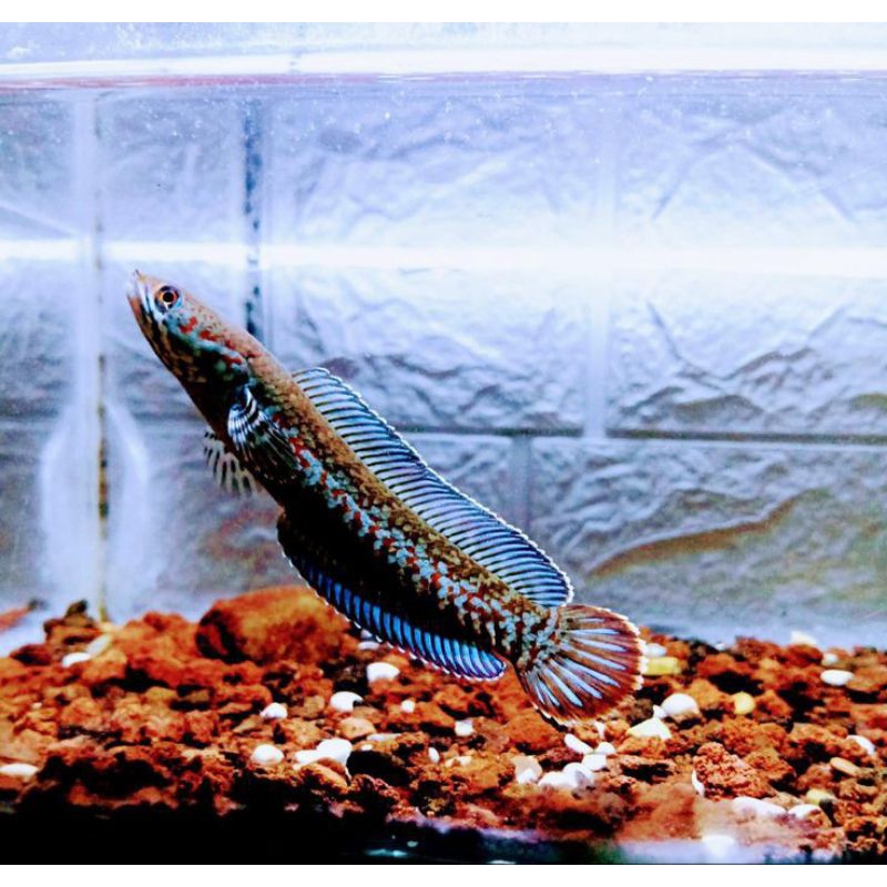 Bleheri rainbow 3_4 cm .claster terbaik