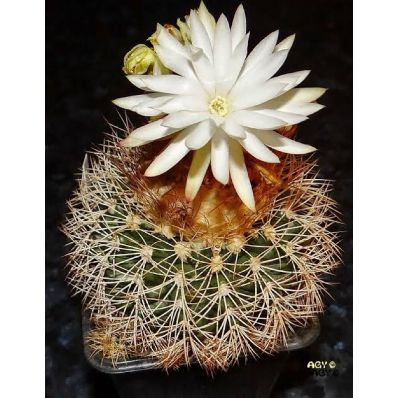 DISCOCACTUS ZEHNTNERI / KAKTUS IMPORT / KAKTUS UNIK / BIBIT KAKTUS IMPORT