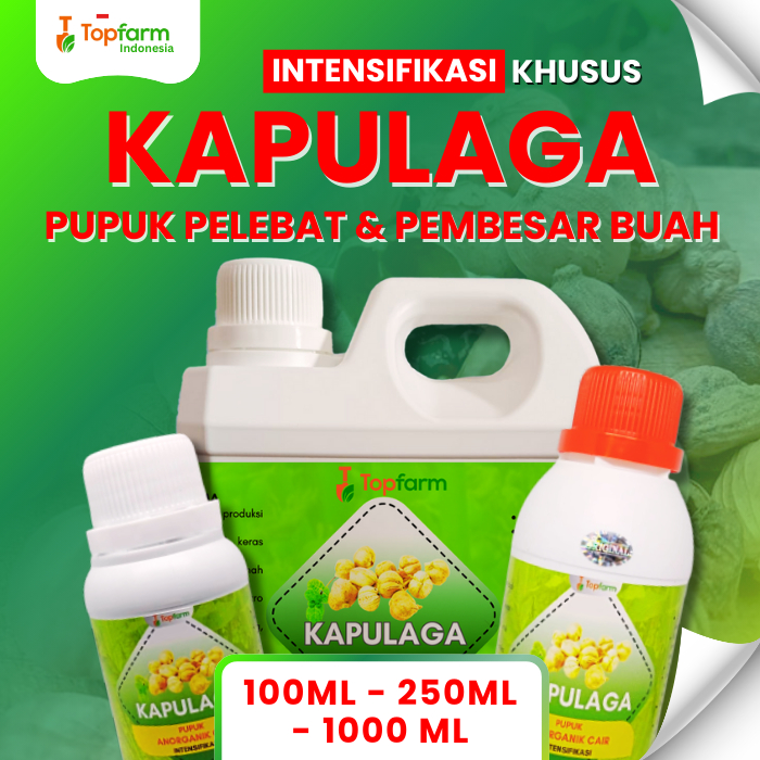 Pupuk Buah Kapulaga Terbaik / Pupuk Tanaman Jahe Kapulaga Terbaik / Pupuk Pelebat Buah Kapulaga