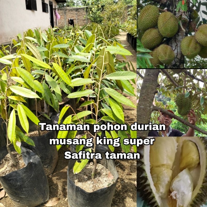 Tanaman pohon DURIAN MUSANG KING BERKUALITAS JUMBO biji buah kecil siap tanam