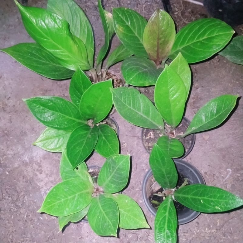 paket ekonomis jemani varian cobra