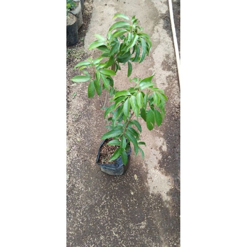 Bibit buah leci manis super