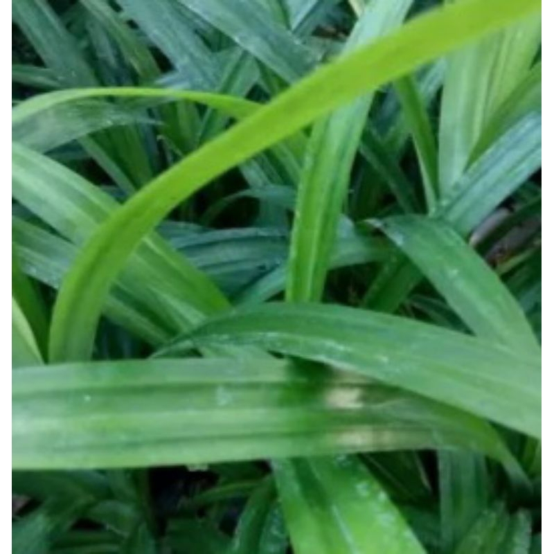 

Daun pandan wangi segar per 15 lembar